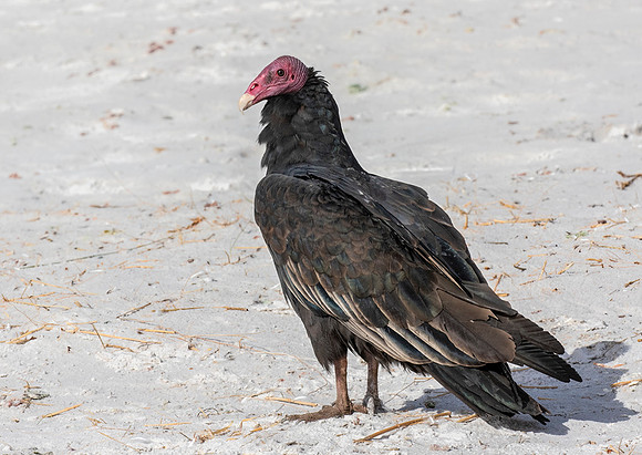 Turkey Vulture