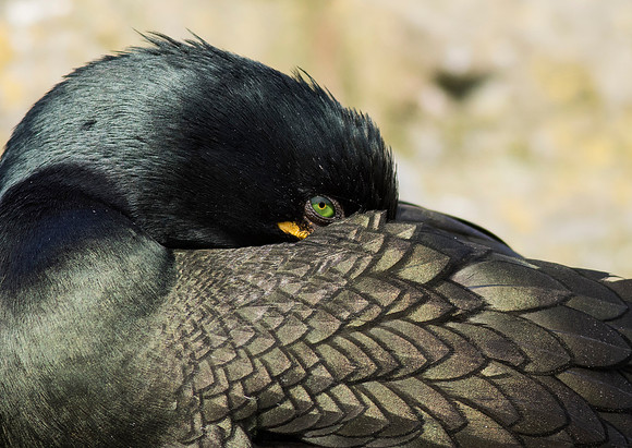 Shag