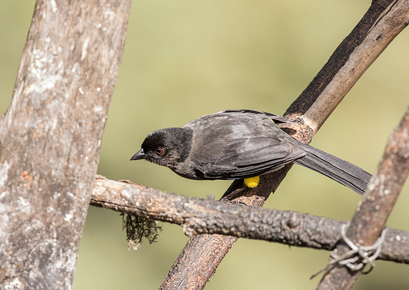 Yellow Thighed Finch