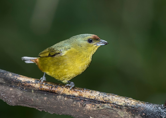 Olive Backed Euphonia