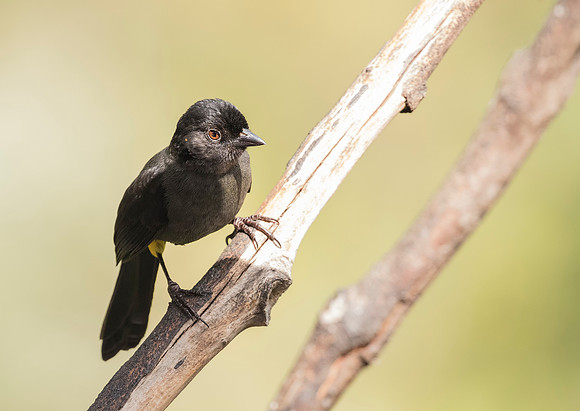 Yellow Thighed Finch