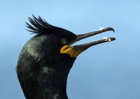 Shag