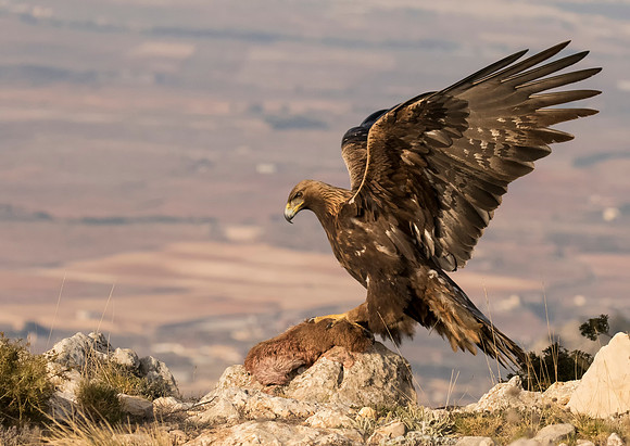 Golden Eagle