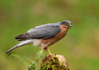 Sparrowhawk
