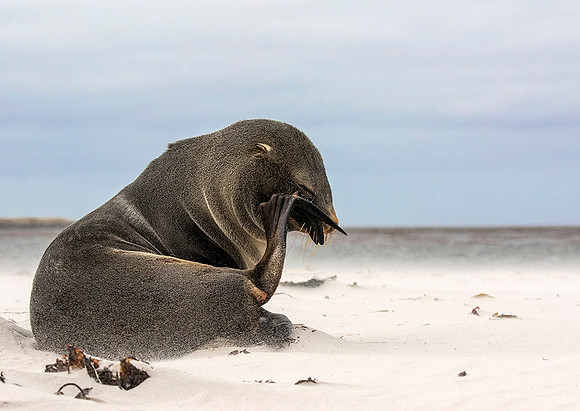 Southern Fur Seal