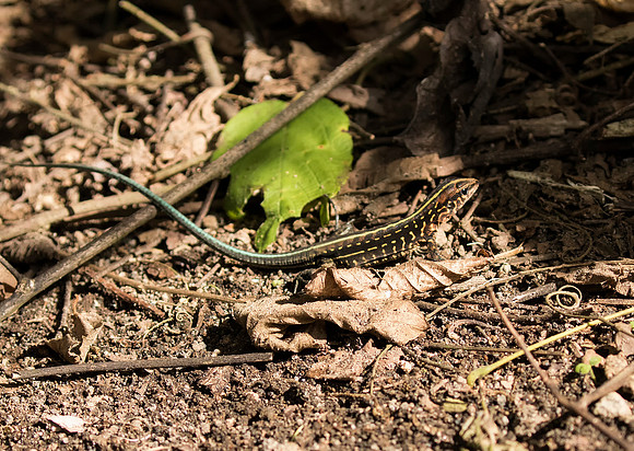 Central American Whiptail