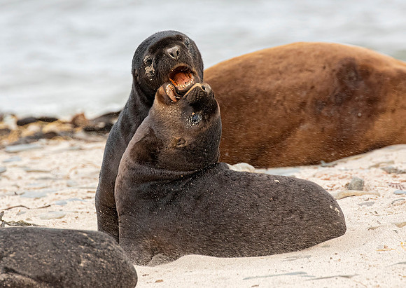 Southern Sea Lion