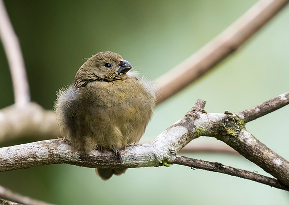 Thick Billed Seed Finch