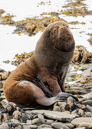 Southern Sea Lion