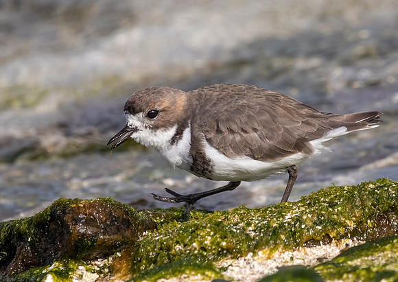 Two- Banded Plover