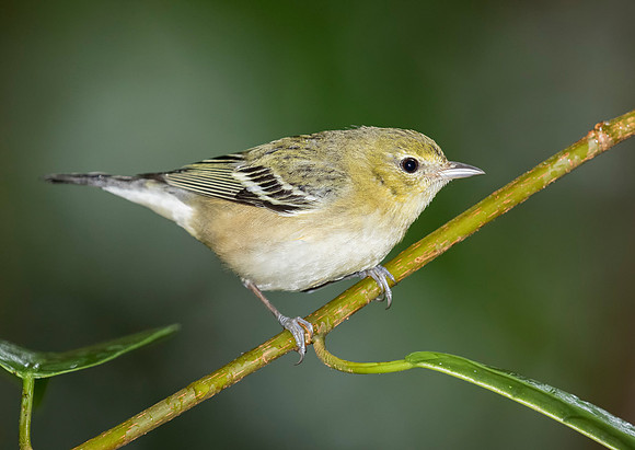 Bay Breasted Warbler