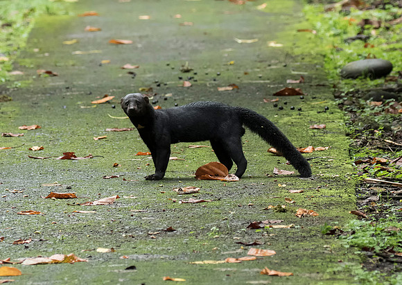 Tayra