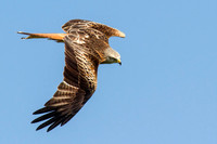 Red Kite