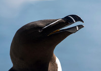 Razorbill