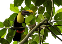 Black Mandibled Toucan