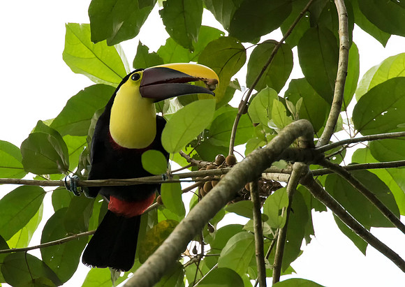 Black Mandibled Toucan