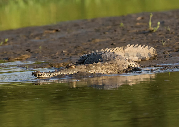 American Crocodile