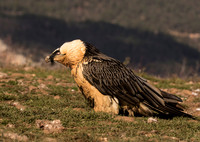 Bearded Vulture