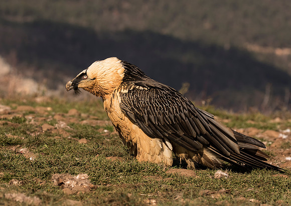 Bearded Vulture