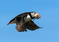 Puffin in Flight with Fish