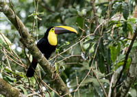 Black Mandibled Toucan