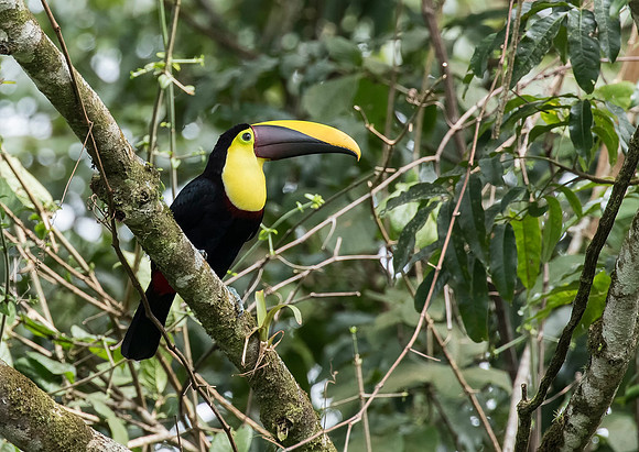 Black Mandibled Toucan