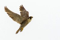 Peregrine Falcon