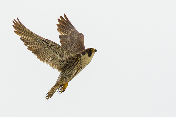 Peregrine Falcon