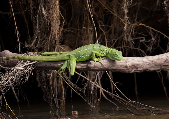 Green Basilisk