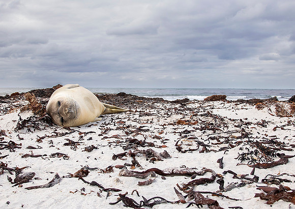 Elephant Seal