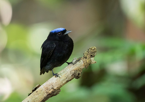 Blue-Crowned Manakin