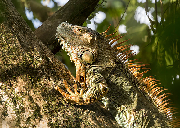 Green Iguana