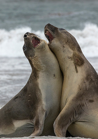 Elephant Seals