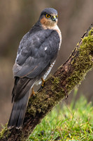 Sparrowhawk
