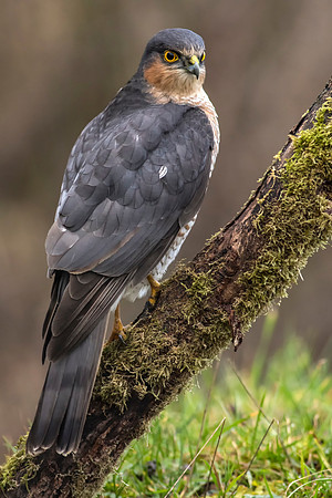 Sparrowhawk