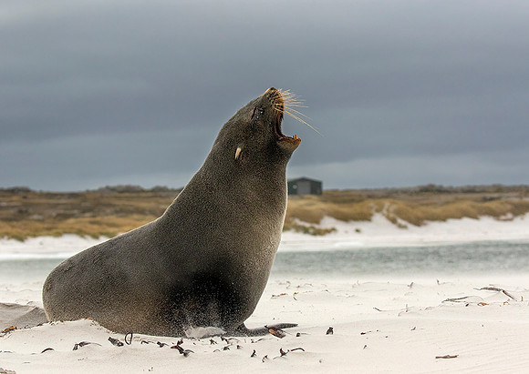 Southern Fur Seal