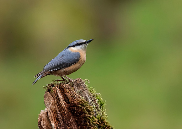Nuthatch