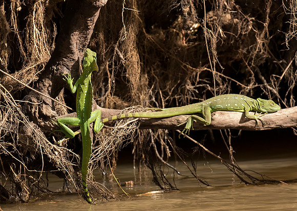 Green Basilisk