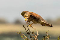 Kestrel