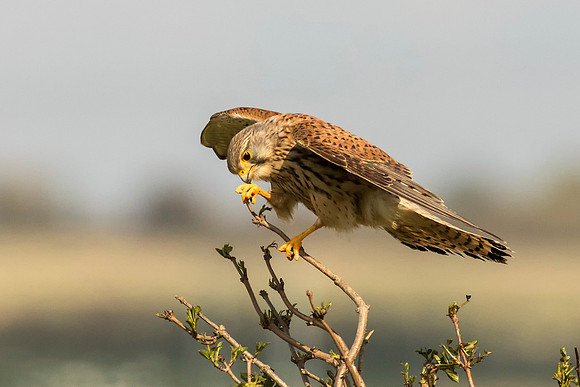 Kestrel