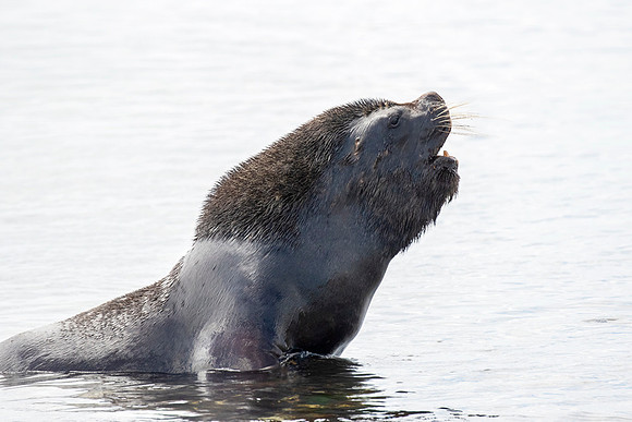 Southern Sea Lion