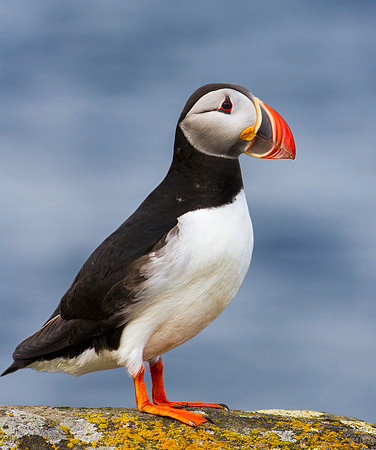 Puffin