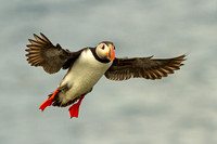 Puffin in Flight