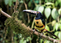Collared Aracari