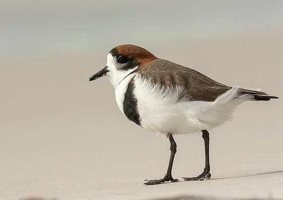 Two- Banded Plover