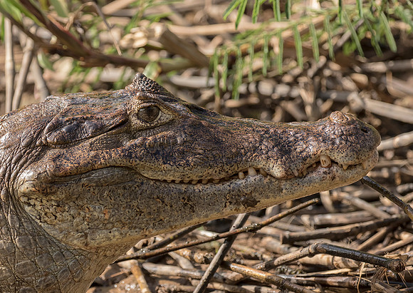 Spectacled Caiman