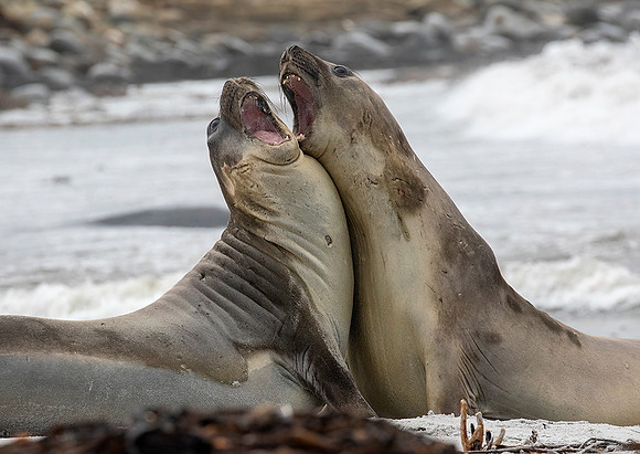 Elephant Seals