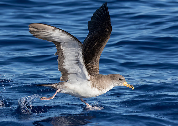 Cory's Shearwater