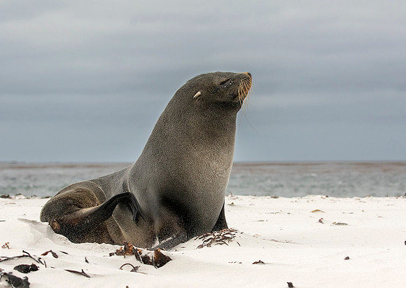 Southern Fur Seal