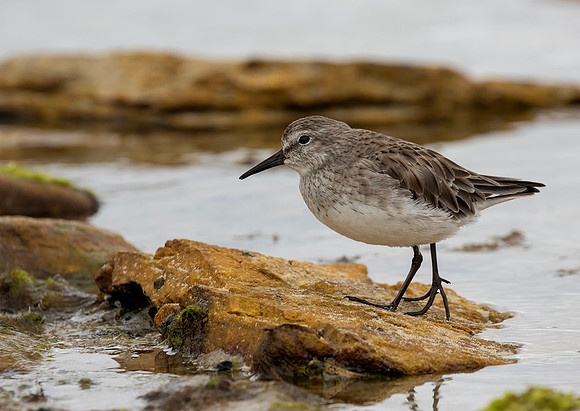 White Rumped Sandpiper